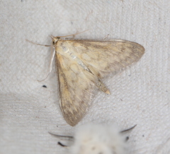 Paratalanta pandalis