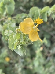Abutilon pycnodon