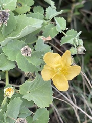 Abutilon pycnodon