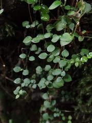Stellaria parviflora