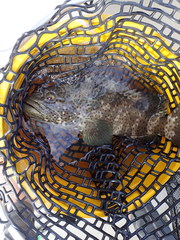 Epinephelus malabaricus