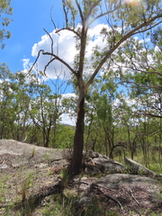 Eucalyptus cloeziana