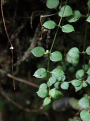 Stellaria parviflora