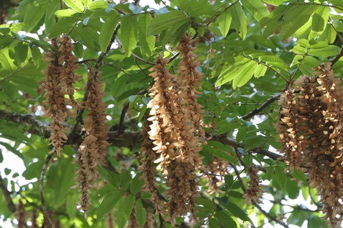 Engelhardia spicata (Engelhardia spicata)