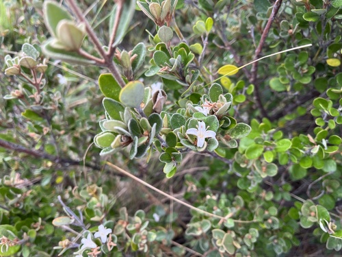 Correa alba