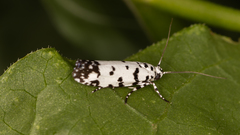 Ethmia postica