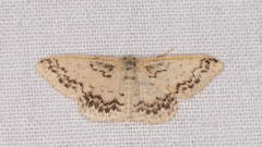 Idaea pseliota