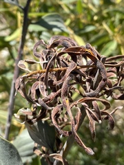 Acacia nesophila