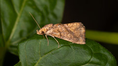 Plusiodonta arctipennis