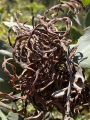 Acacia nesophila