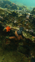 Uniophora granifera