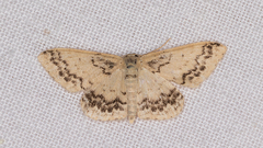 Idaea pseliota