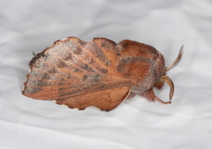 Phyllodesma ilicifolia