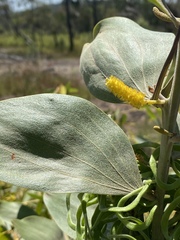 Acacia nesophila