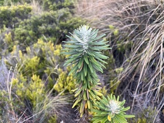Ozothamnus reticulatus