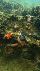 Uniophora granifera