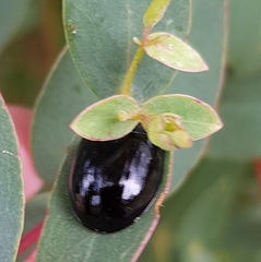 Paropsisterna angustipes