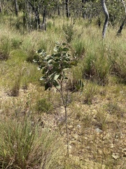 Acacia nesophila