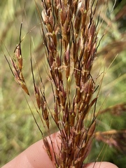 Sorghum plumosum