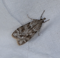 Scoparia ambigualis