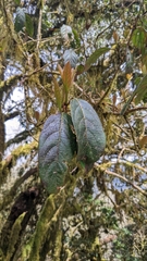 Viburnum arboricolum