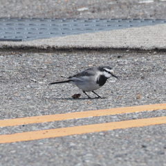 Motacilla alba lugens