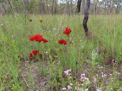 Haemodorum coccineum