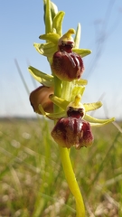 Ophrys exaltata