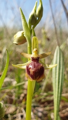 Ophrys exaltata