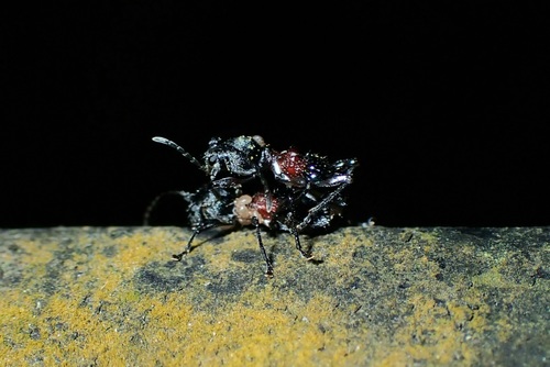 Clytellus methocoides · iNaturalist