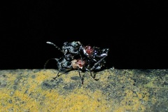 Clytellus methocoides