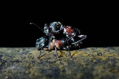 Clytellus methocoides