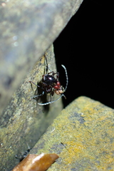 Clytellus methocoides
