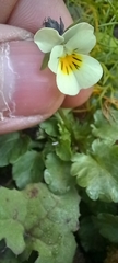 Viola arvensis
