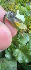 Viola arvensis