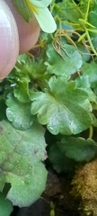 Viola arvensis