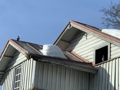 Columba livia domestica