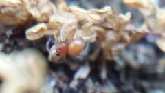 Thymoites unimaculatus