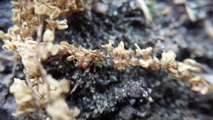 Thymoites unimaculatus