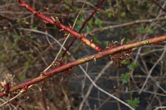 Rose rosette emaravirus