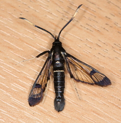 Synanthedon spheciformis