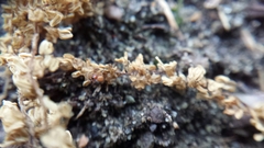 Thymoites unimaculatus