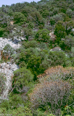 Euphorbia dendroides