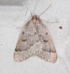 Theria rupicapraria