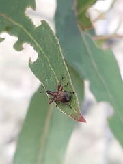 Euops falcata