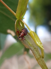 Euops falcata