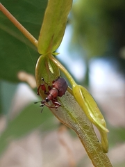 Euops falcata