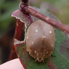 Paropsis aegrota