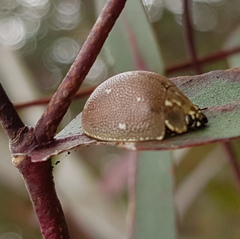 Paropsis aegrota