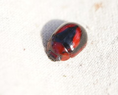 Paropsisterna erudita